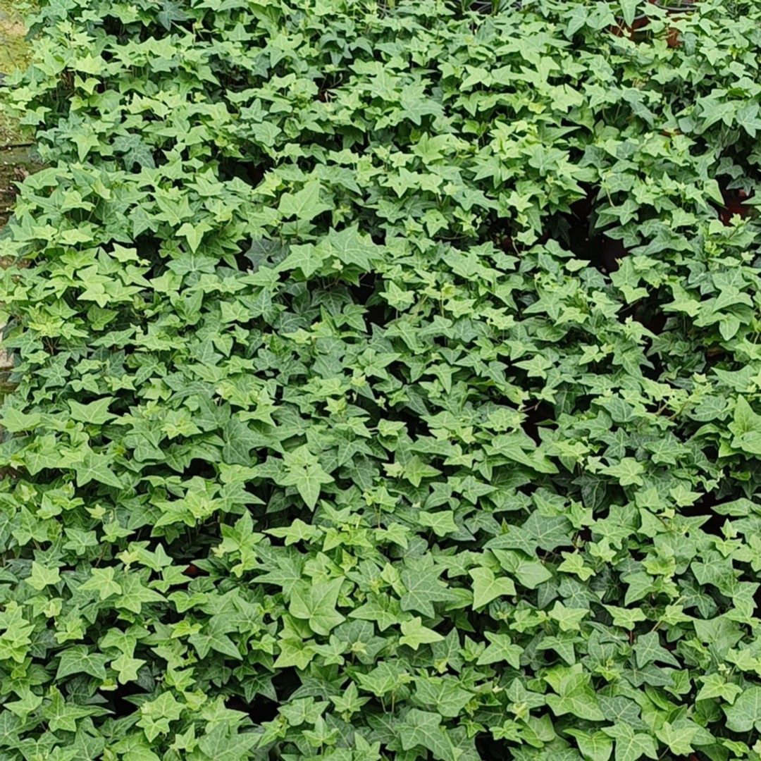 【一物一拍】月庆家花卉绿植 吸甲醛 观叶绿植净化空气