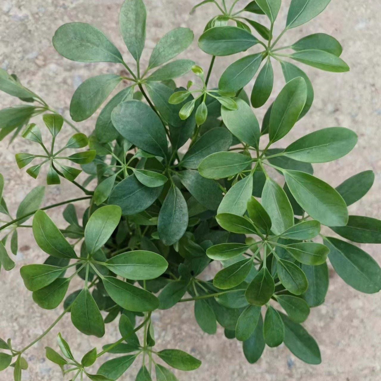 八方来财鸭脚木小盆栽花卉绿植室内绿植好养美观净化空气