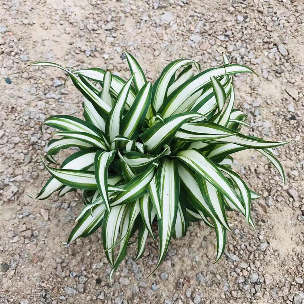 白玉吊兰绿植盆栽汉白玉金心吊兰稀有净化空气室内阳台绿植