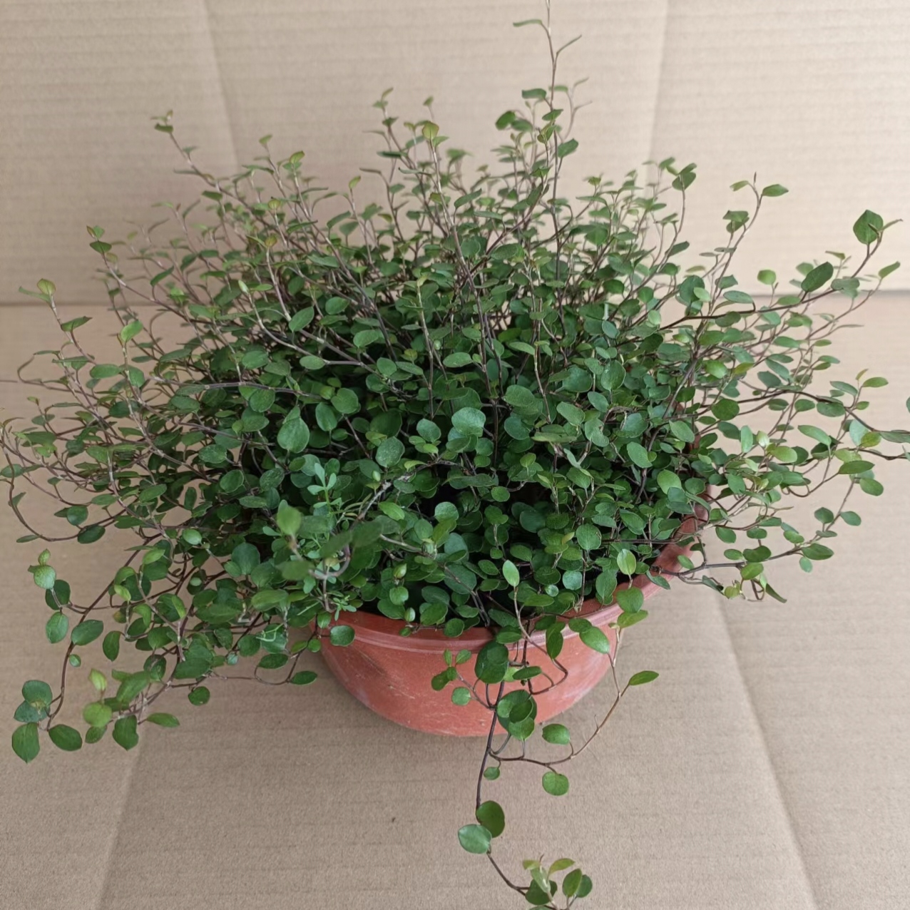 千叶吊兰盆栽观叶植物面包烘焙糕点装饰蛋糕点缀垂吊绿植四季常青