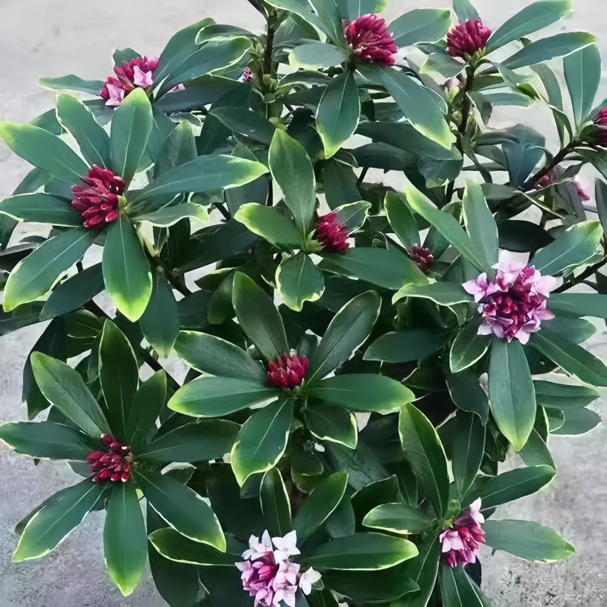金边瑞香盆栽浓香型老桩带花苞室内观花植物耐寒花卉