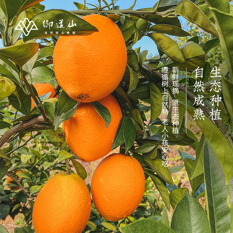 御道山赣南脐橙 果园直发【特级果】现摘新鲜脐橙 手剥甜橙16个/箱