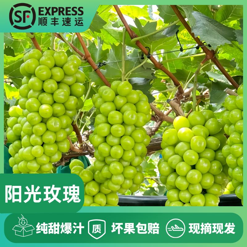 【顺丰包邮】阳光玫瑰葡萄爆汁香甜整串采摘现发肉厚脆嫩-CC