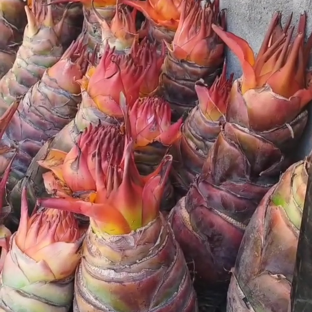 地涌紫红莲大桩花苞一物一拍地涌紫红色莲花是靠吸收紫外线变色越