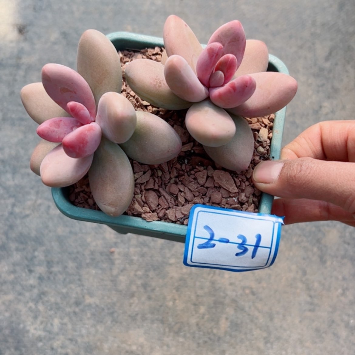 【闪购商品】精品多肉植物老桩