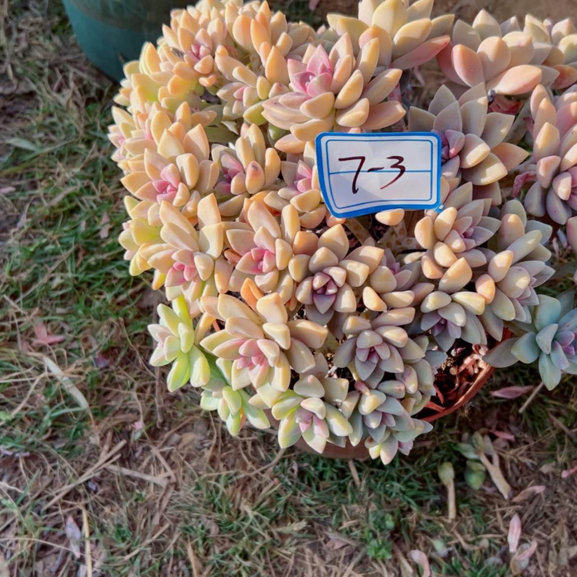 【闪购商品】知**乐精品多肉植物老桩