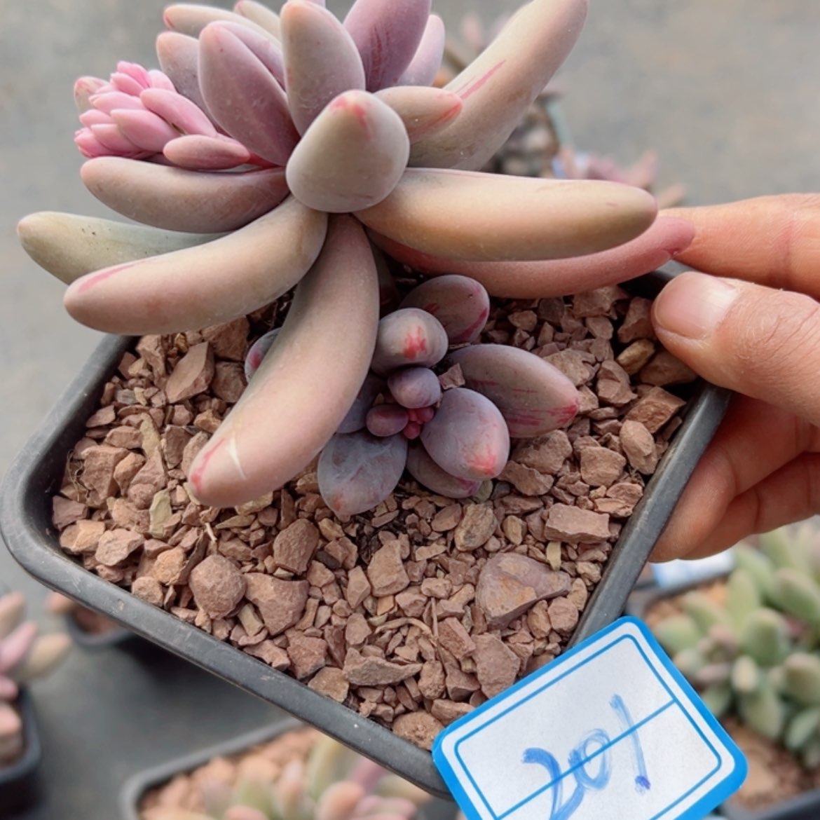 【闪购商品】精品多肉植物老桩