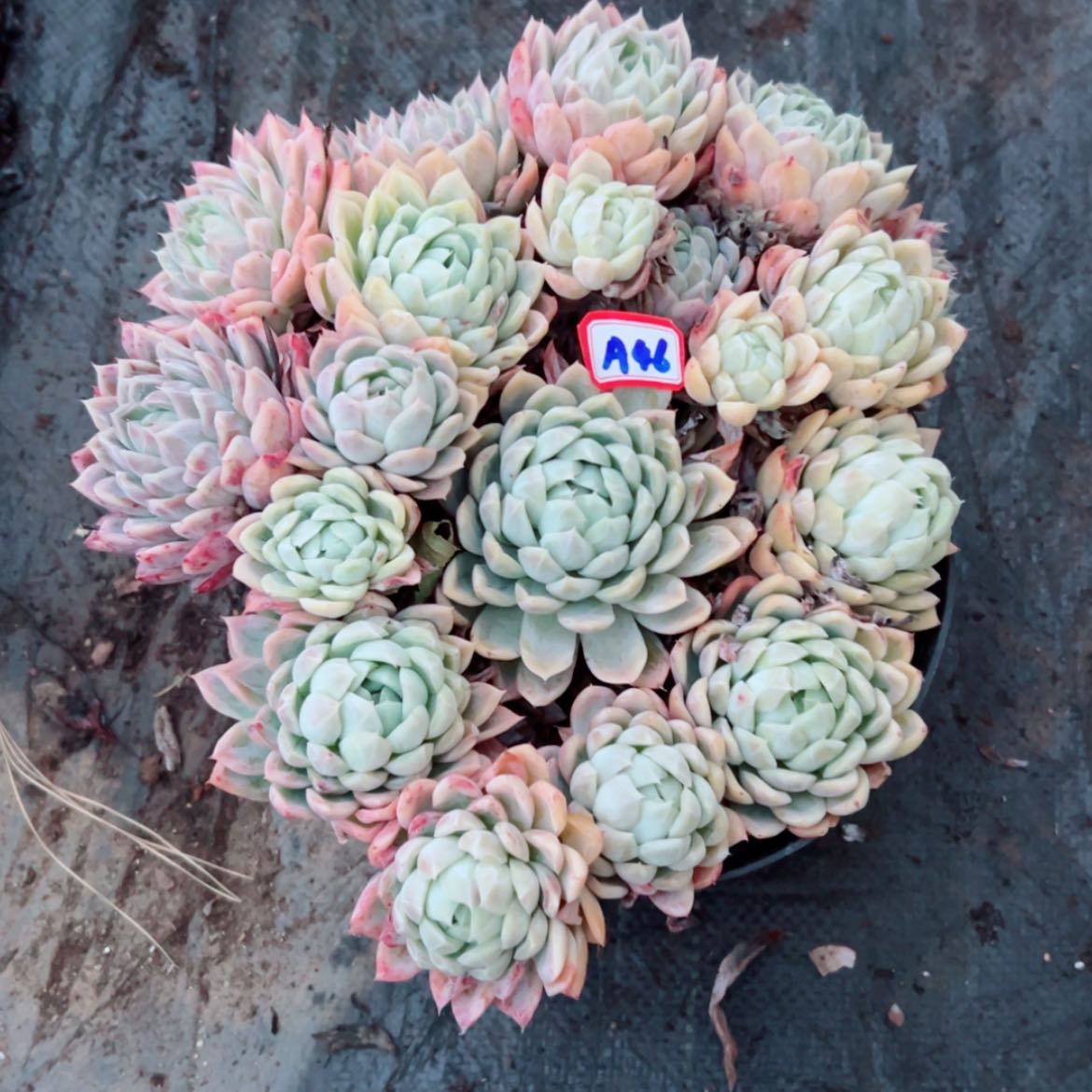 【闪购商品】云*精品多肉植物老桩