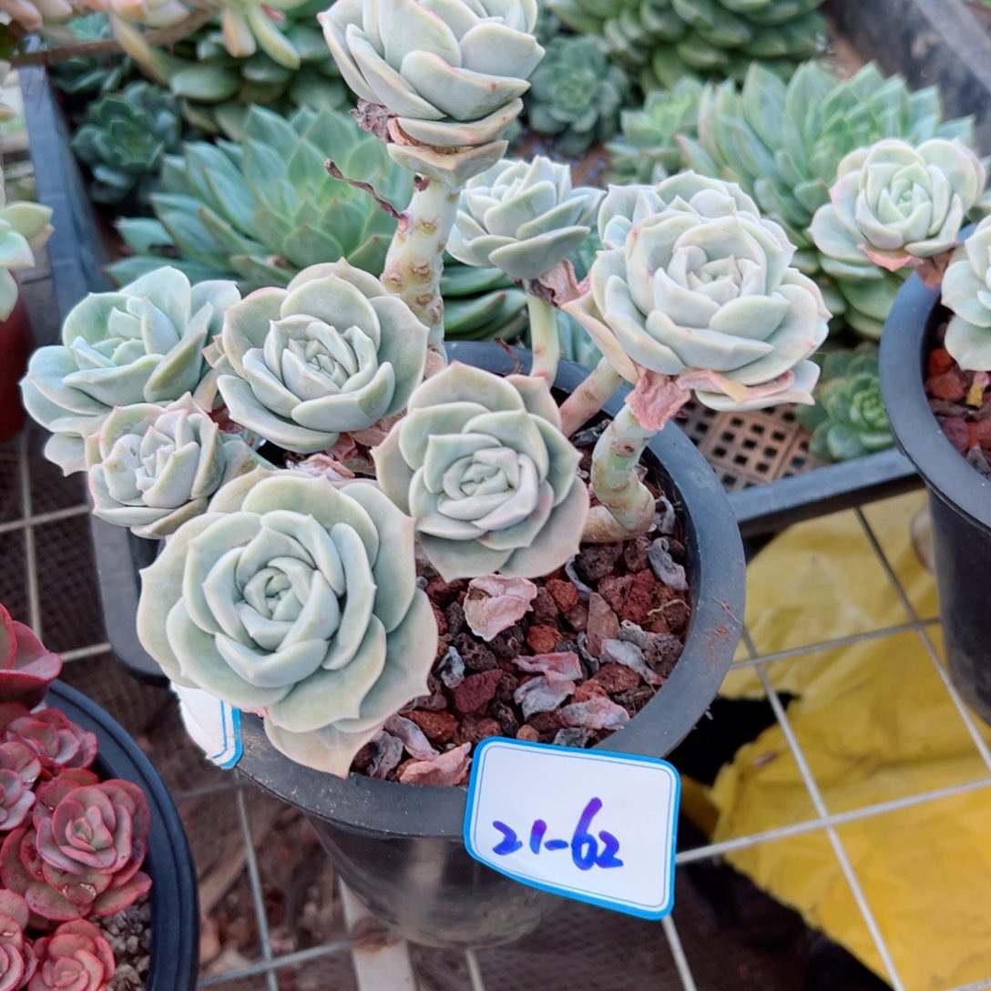 精品多肉植物老桩