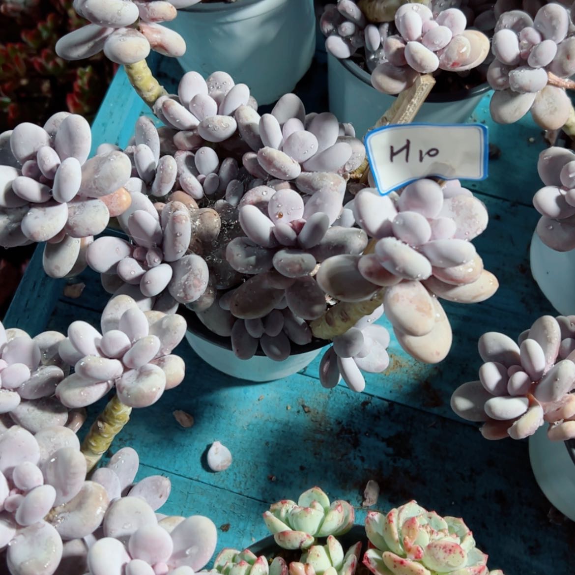 【闪购商品】陈****精品多肉植物老桩