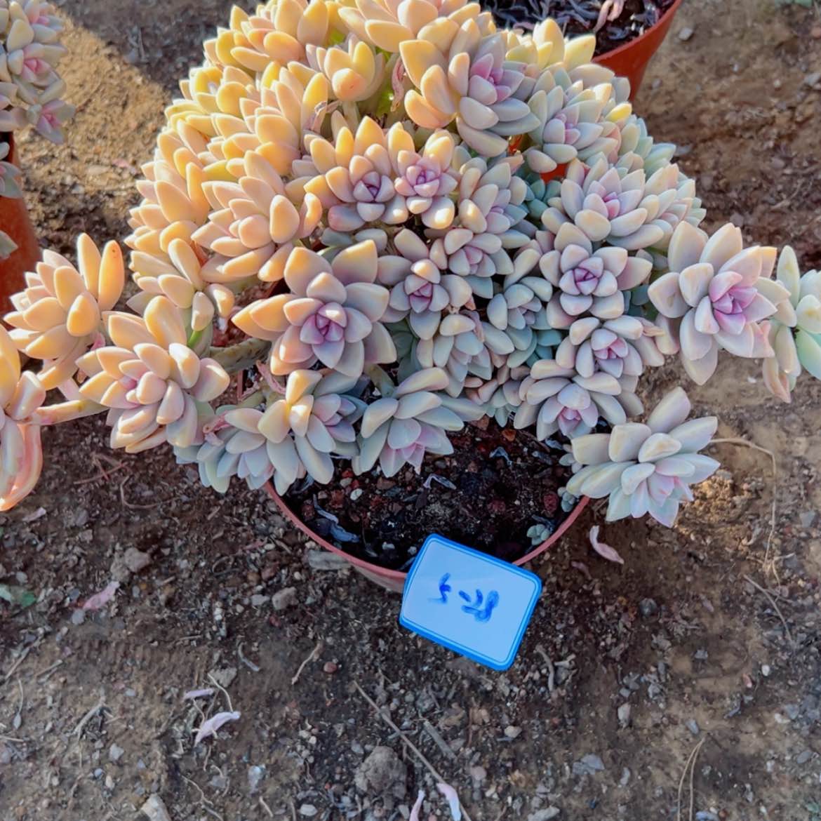 【闪购商品】精品多肉植物老桩