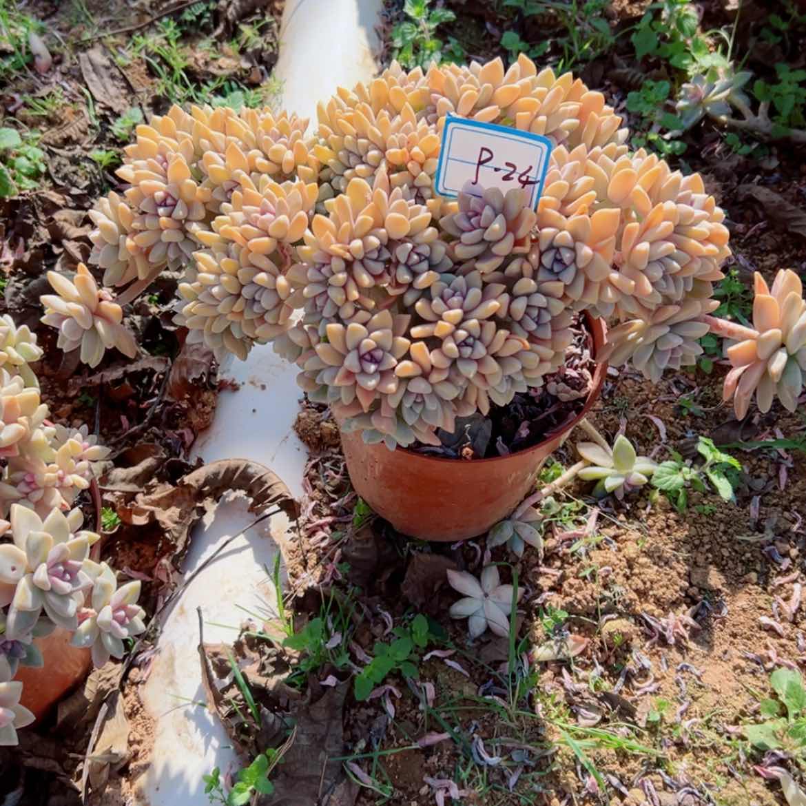 【闪购商品】梅精品多肉植物老桩