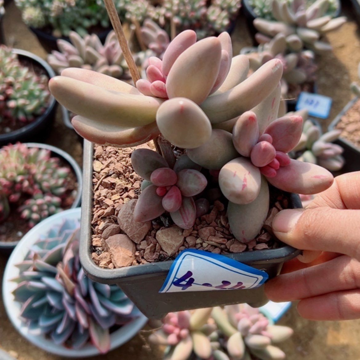 【闪购商品】精品多肉植物老桩