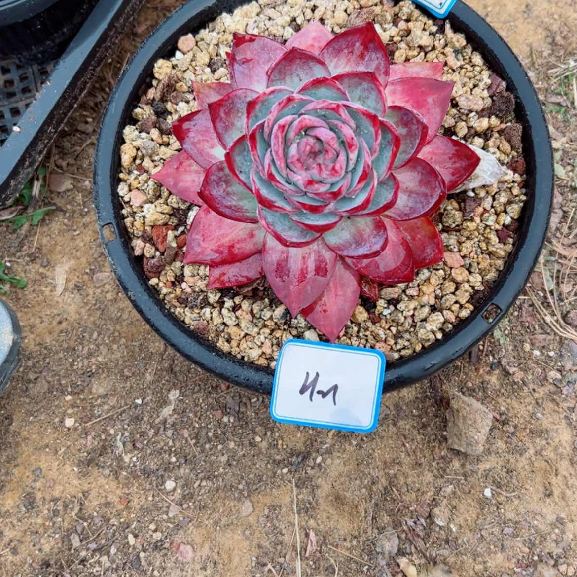 【闪购商品】@**吖精品多肉植物老桩