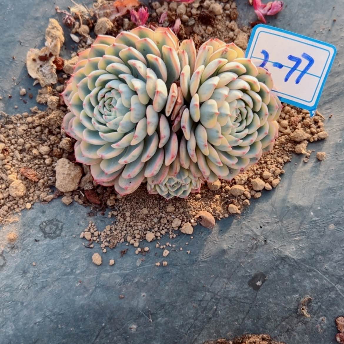 【闪购商品】简***己精品多肉植物老桩