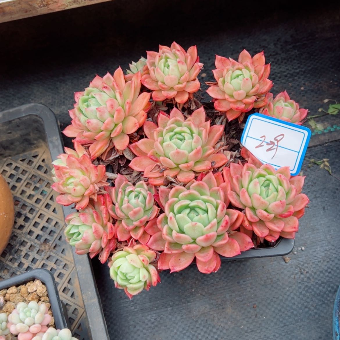 【闪购商品】小****光精品多肉植物老桩