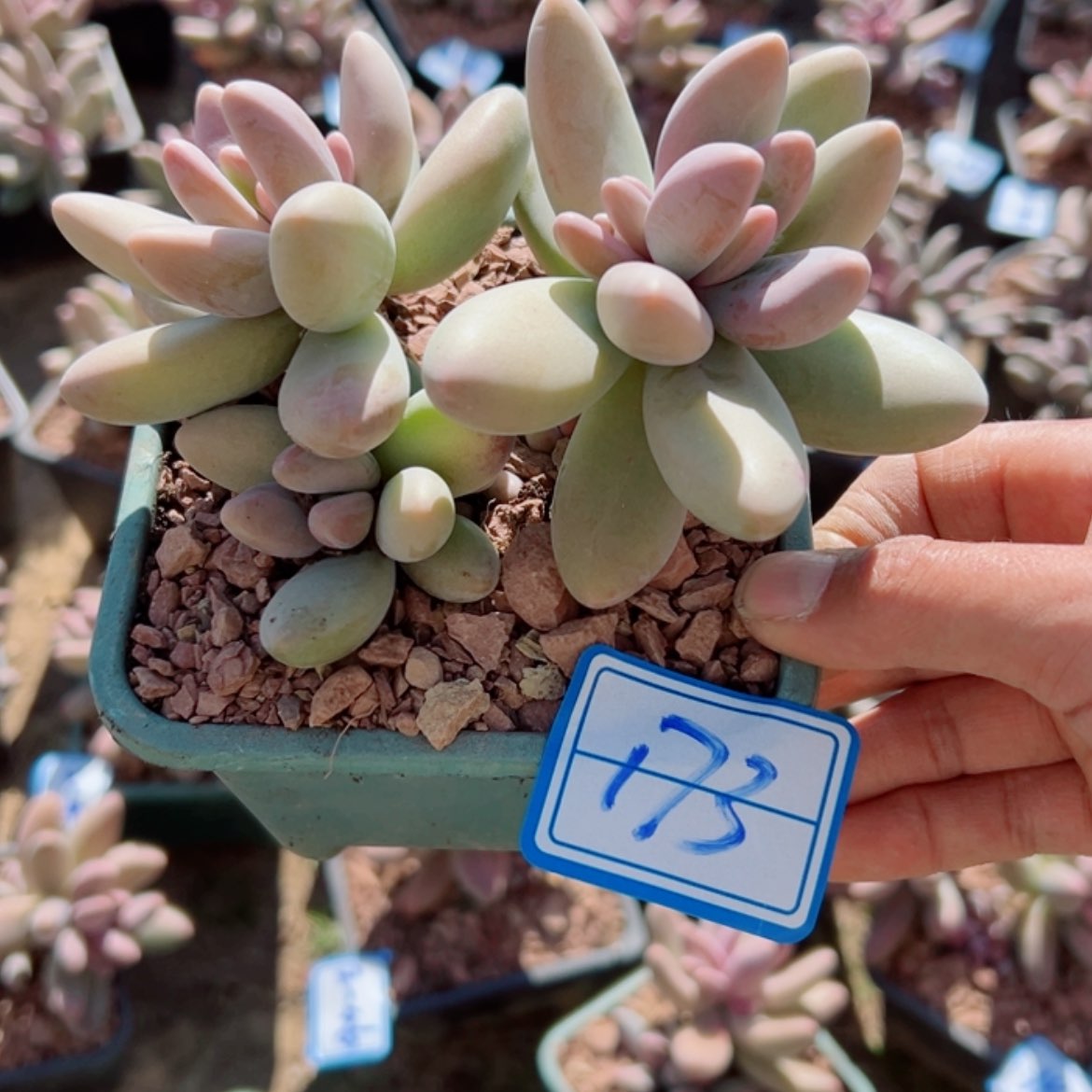 【闪购商品】精品多肉植物老桩