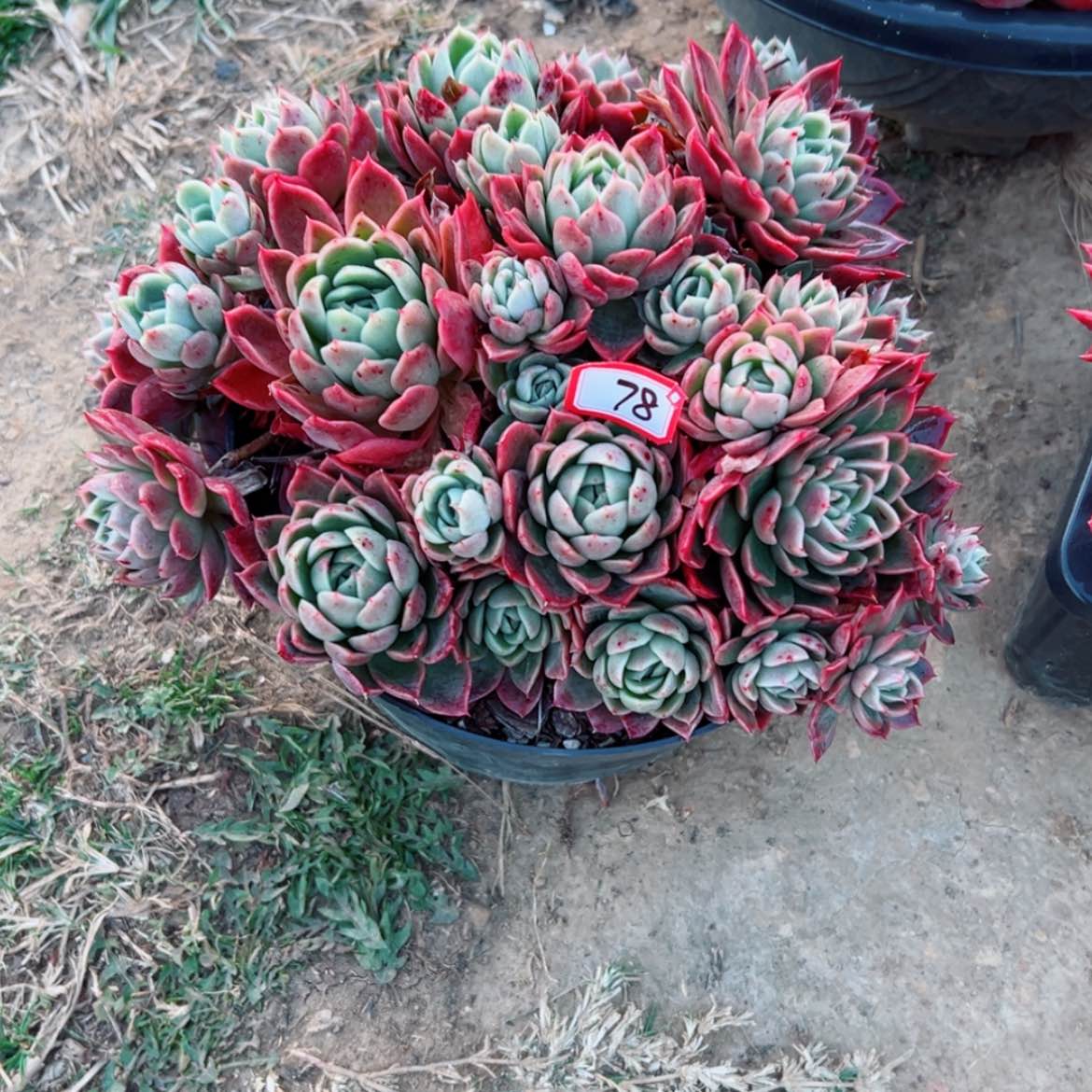 【闪购商品】可**m精品多肉植物老桩