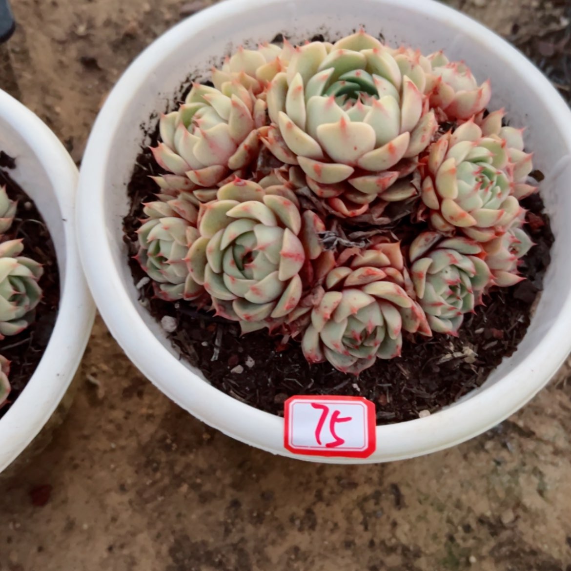 【闪购商品】精品多肉植物老桩