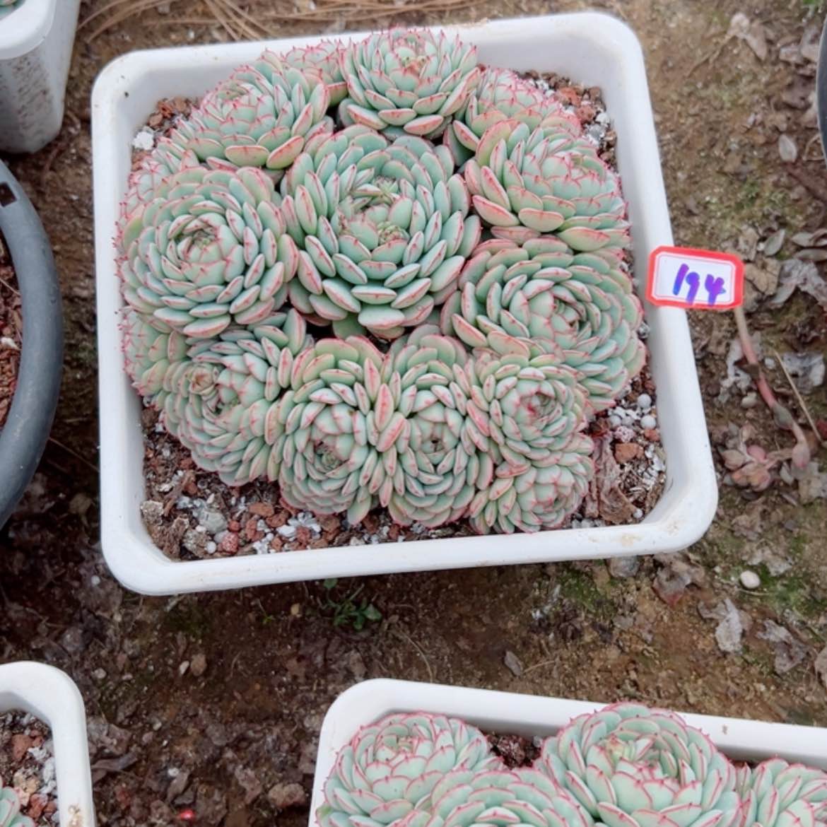 【闪购商品】精品多肉植物老桩