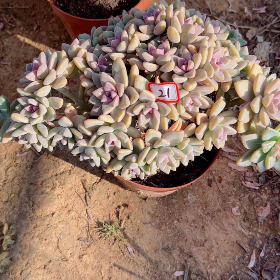 【闪购商品】田*精品多肉植物老桩
