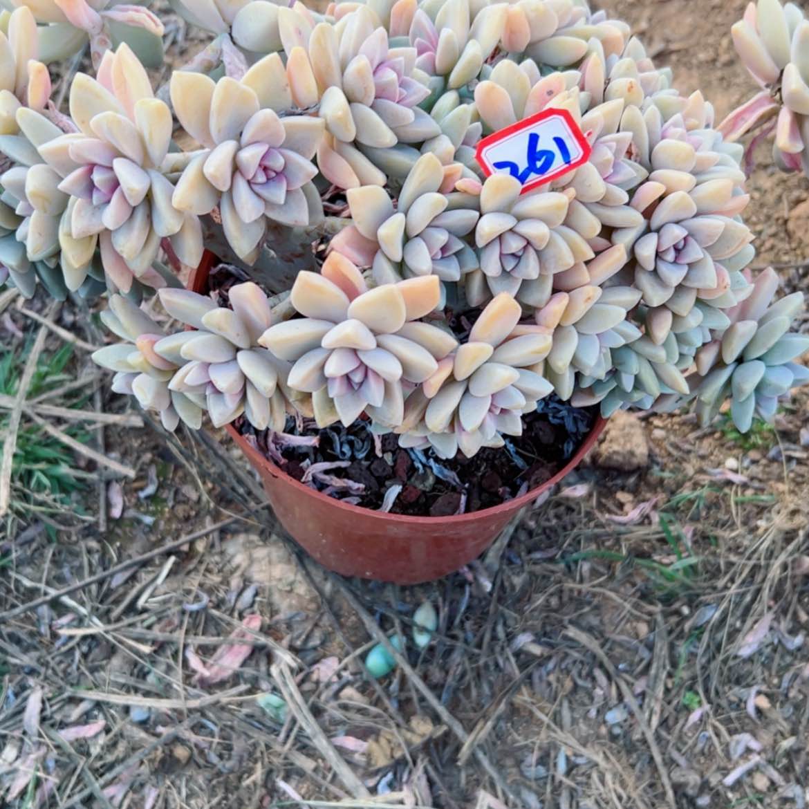 【闪购商品】?****?精品多肉植物老桩