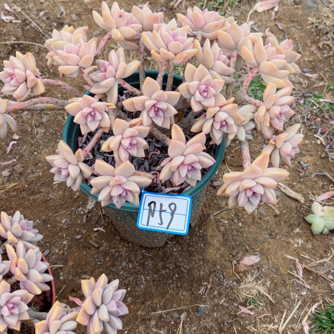 【闪购商品】爱****@精品多肉植物老桩