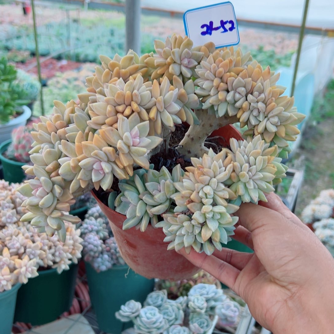 精品多肉植物老桩