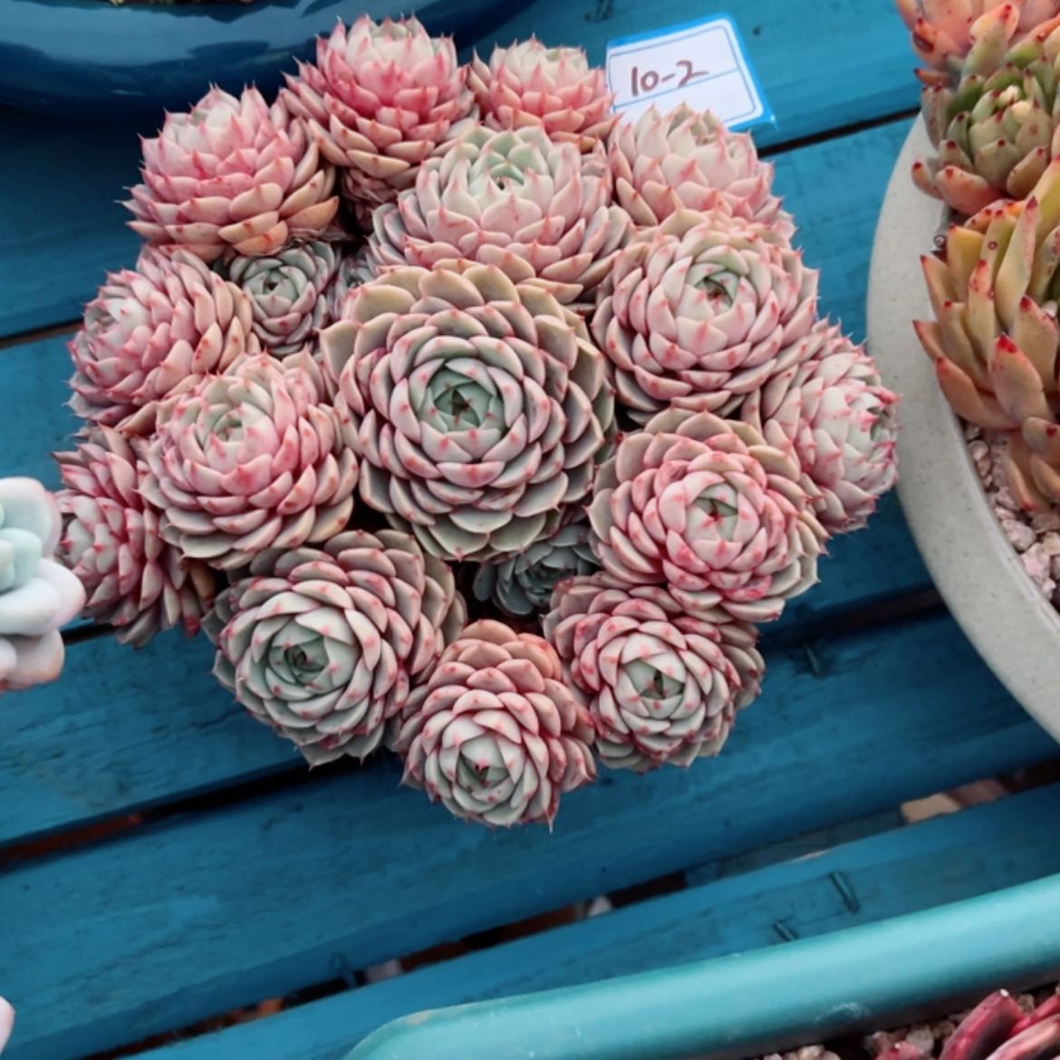 【闪购商品】简***己精品多肉植物老桩