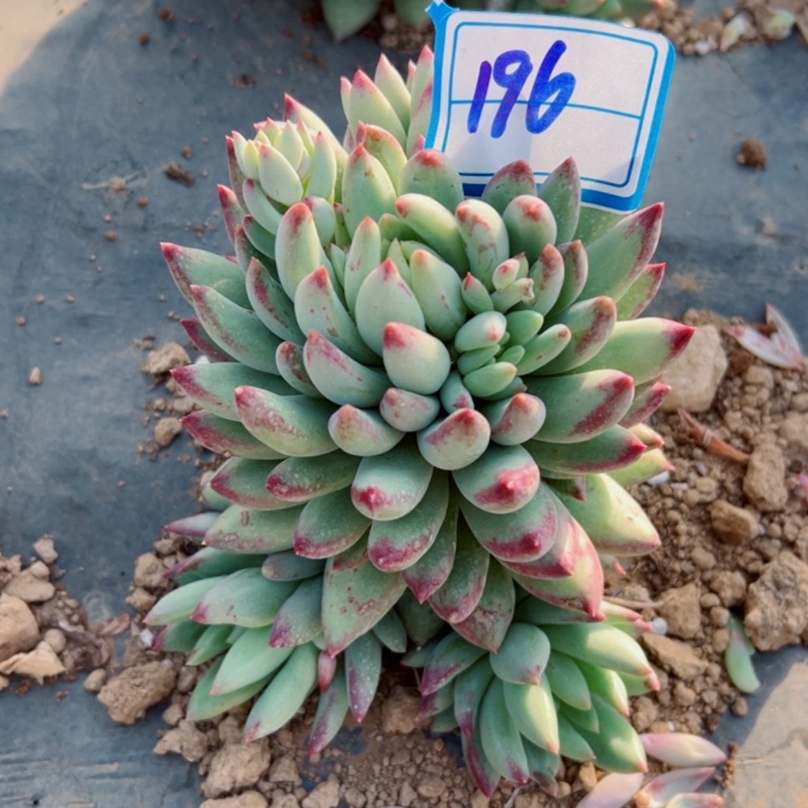 【闪购商品】精品多肉植物老桩