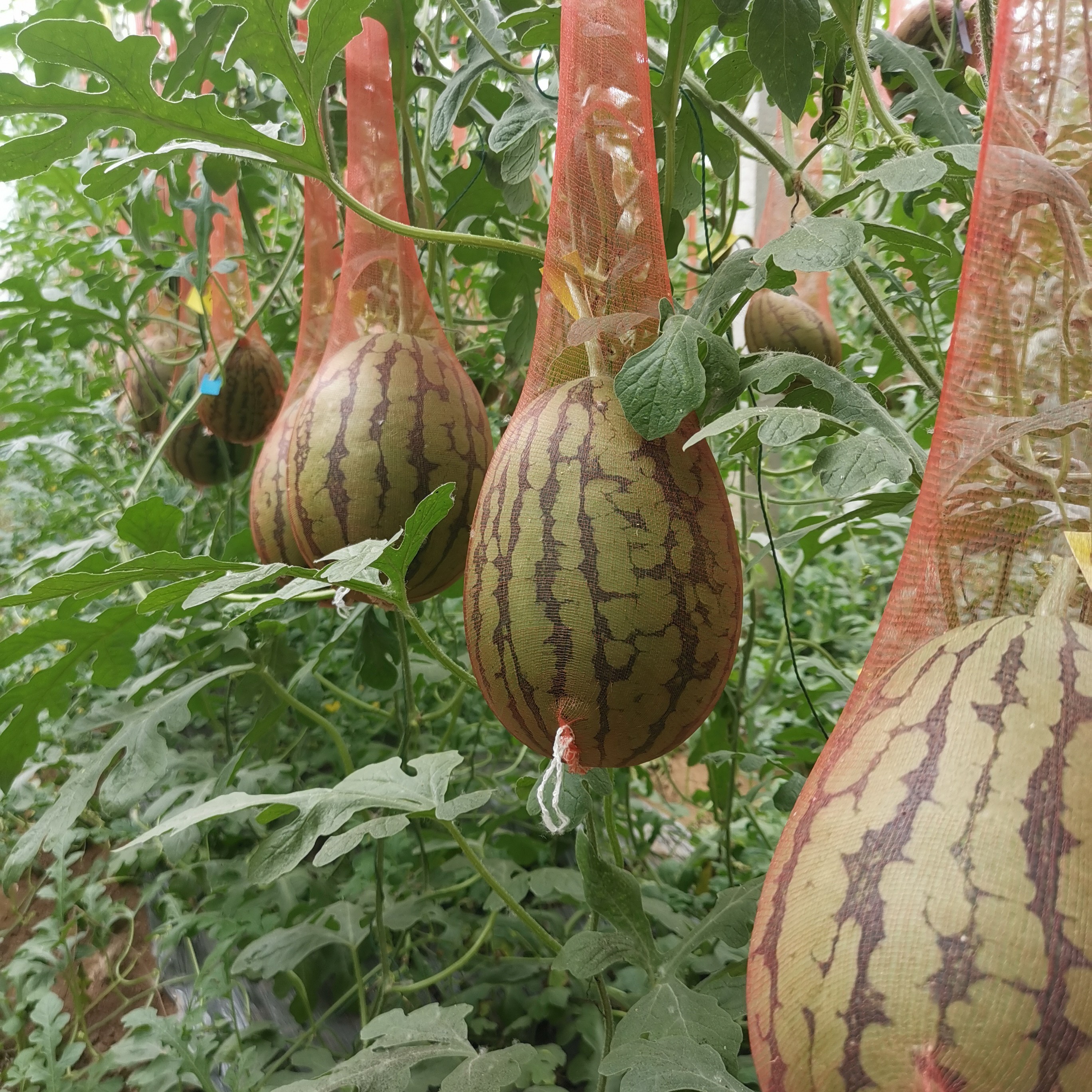 高级礼品西瓜品种2K西瓜种子双红2k200粒装