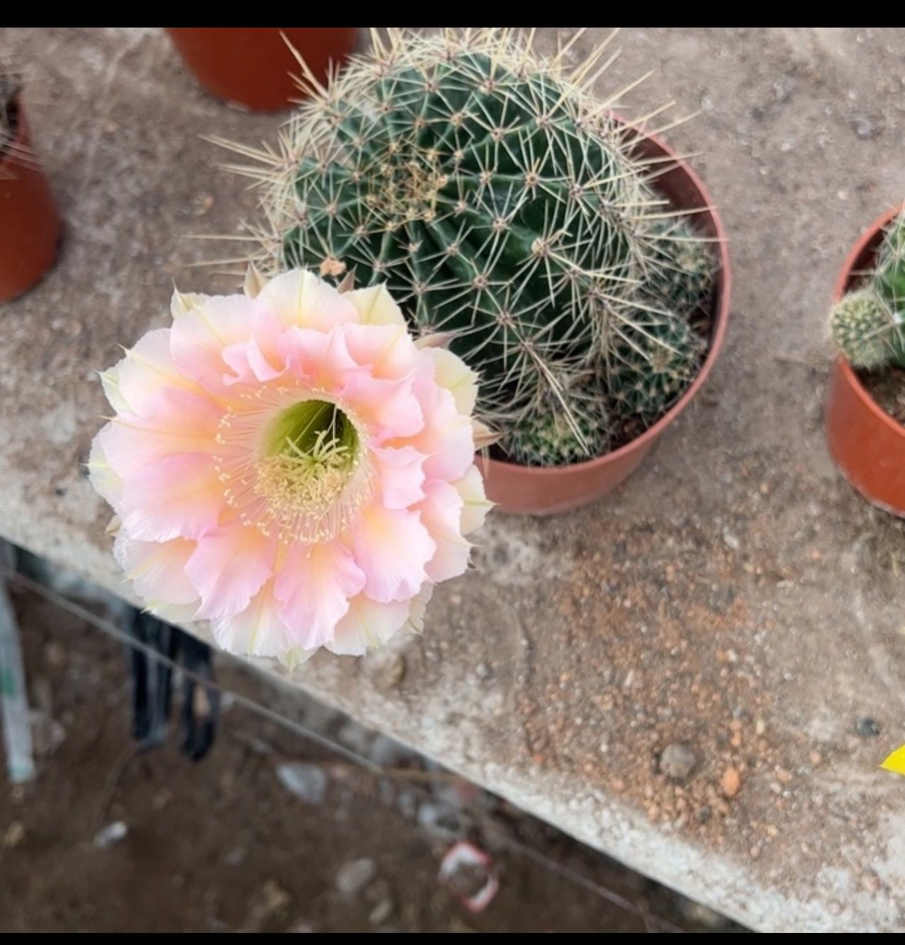仙人球花卉绿植基地直发