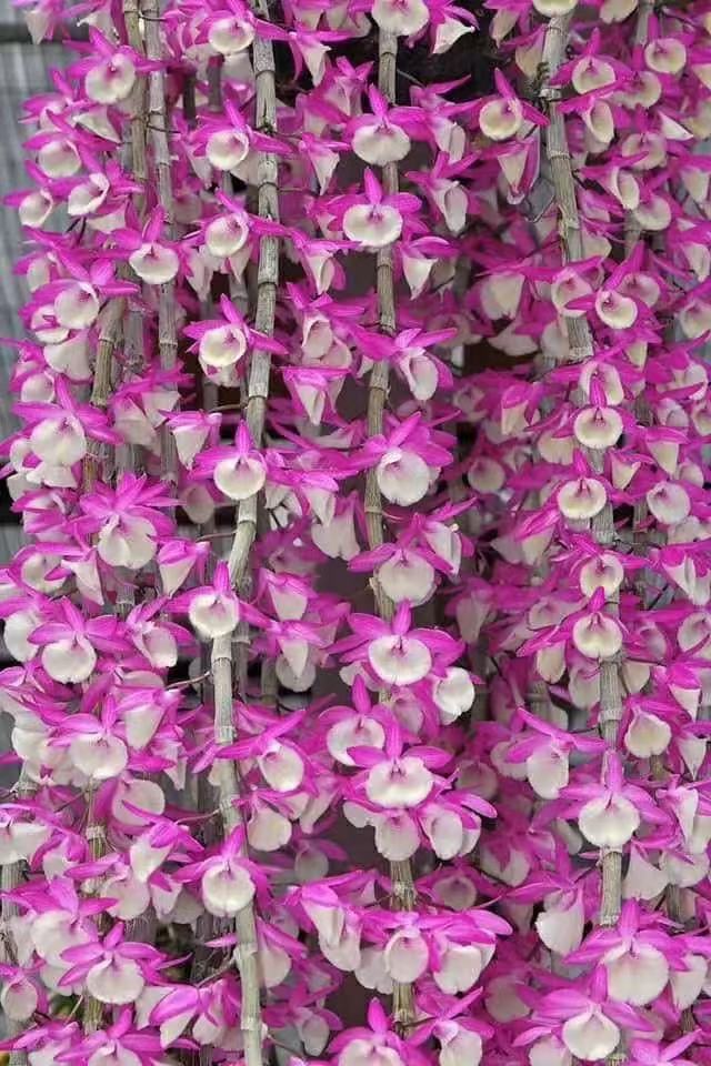 红与白石斛花卉盆栽花香每年4月份开花