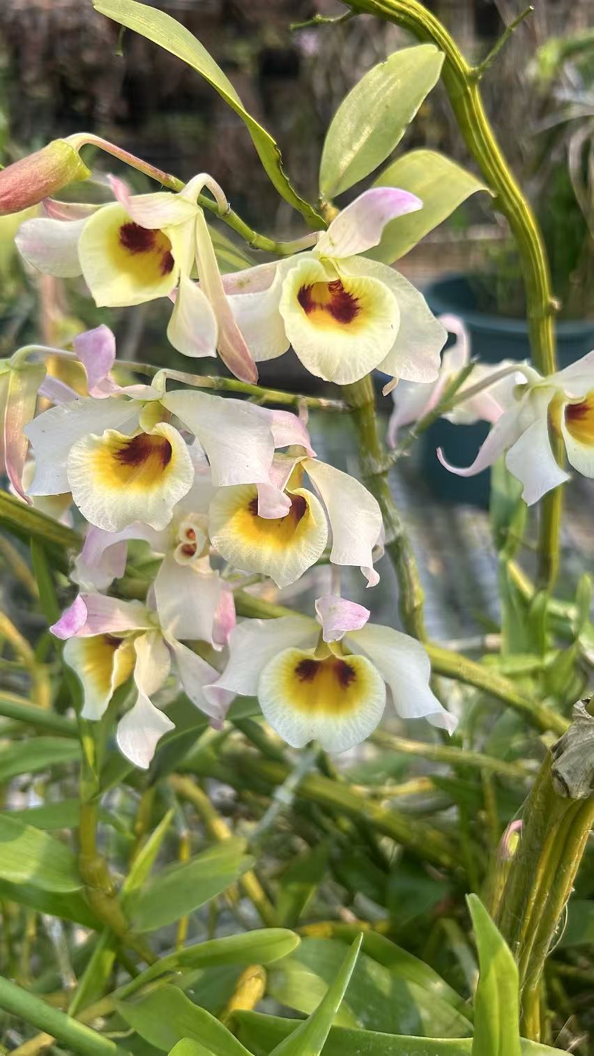 黄喉石斛花卉盆栽花香每年4月份开花