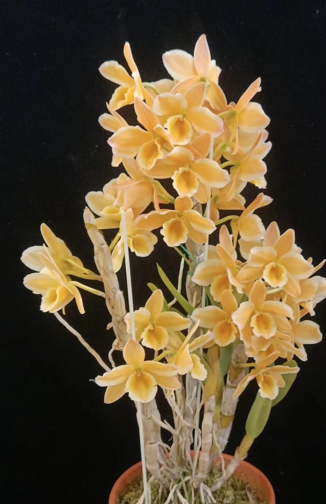 黄金钻戒石斛花卉盆栽花香每年四月份开花