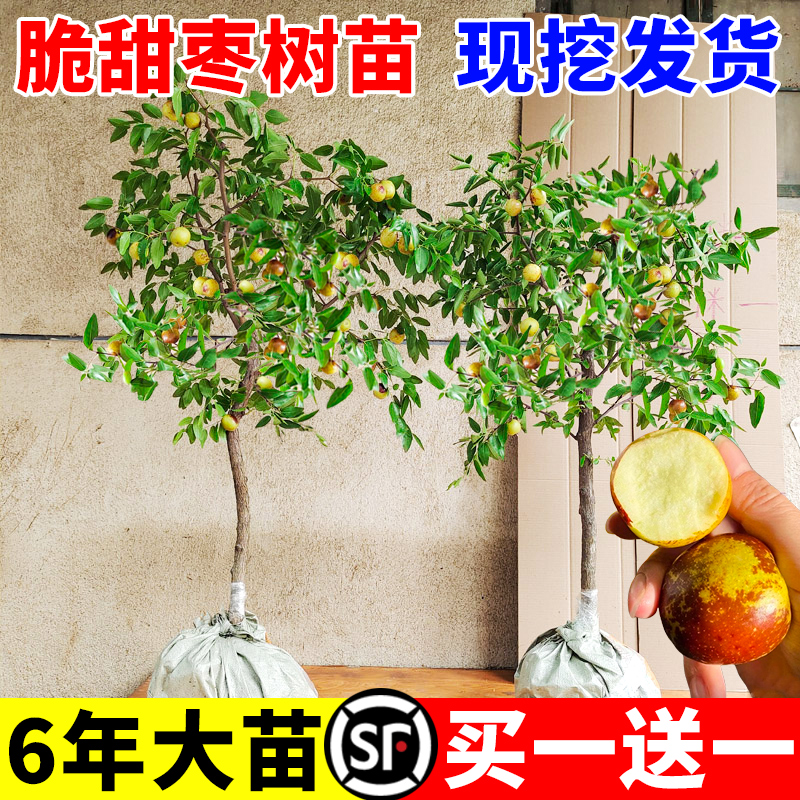 枣树活苗大枣超甜带土球南北方沾化冬枣大树矮化嫁接苗超甜特大号