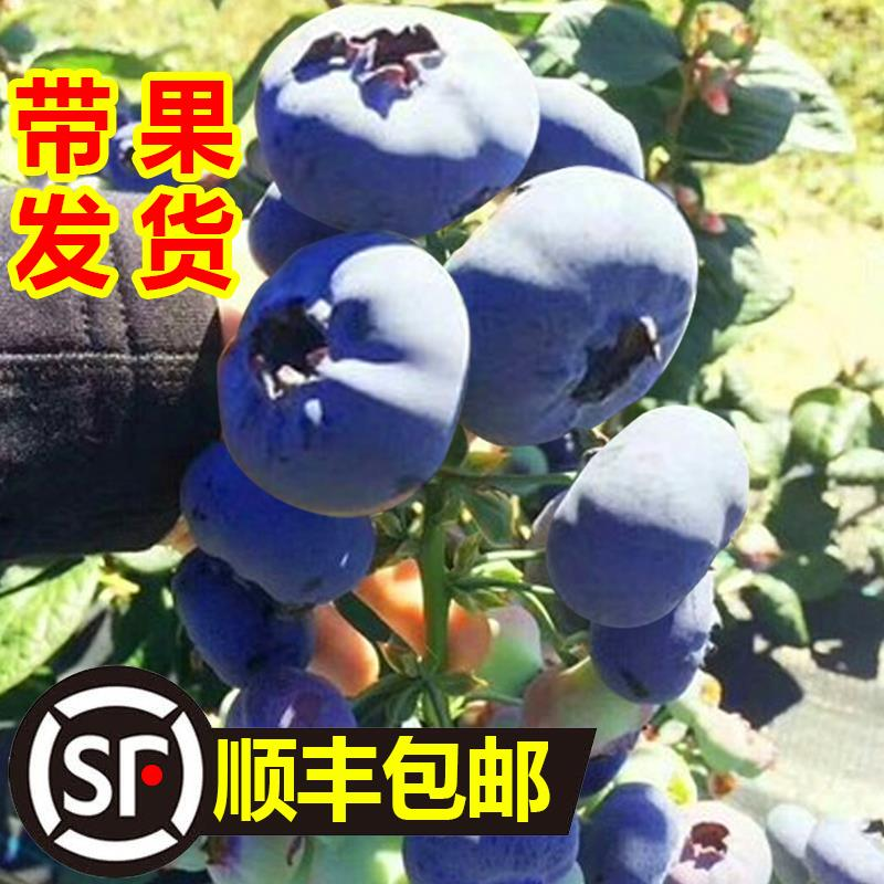 南北方树地苗兔眼盆栽栽种植绿宝石果苗果苗带大果果树蓝莓蓝莓苗