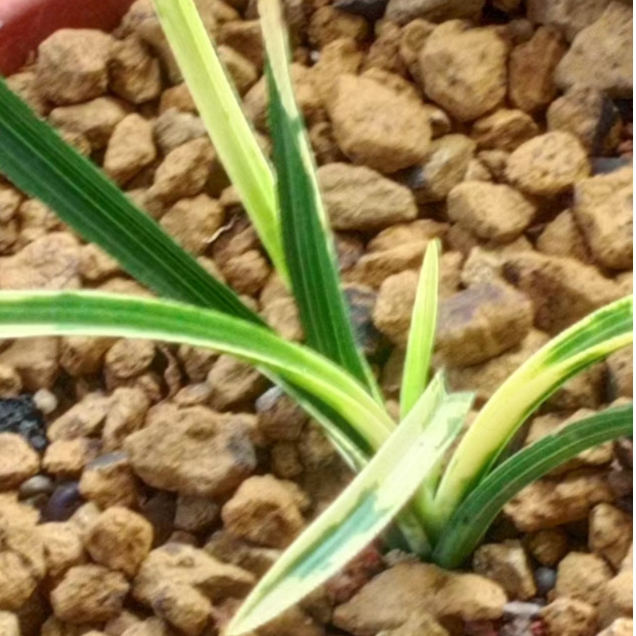 惠兰，花味幽香，清新淡雅