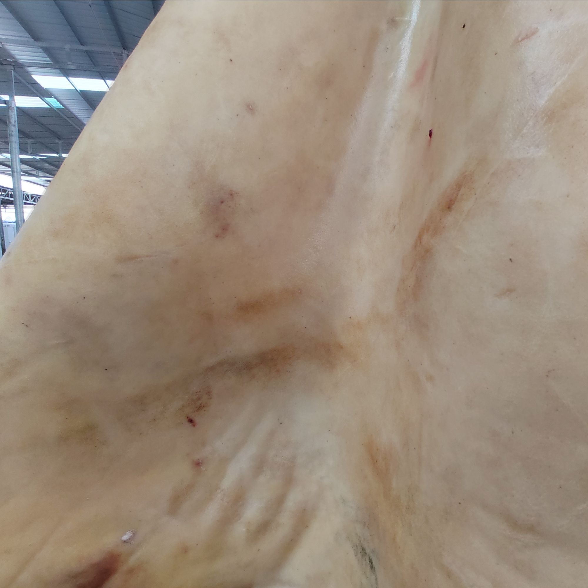 牛皮新鲜 优选黄牛皮正宗散养生鲜 生牛皮火烧去毛无添加顺丰包邮
