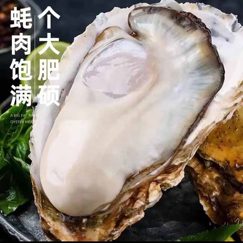 个头肥大美味生蚝深海鲜活牡蛎饱满2.5两-3两3-4两生蚝一只 