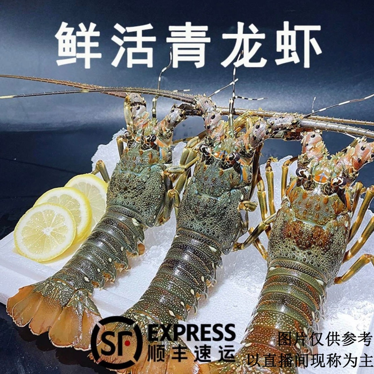 鲜活捕捞小青龙虾6-7两一只（打氧气活发包肥包鲜到家，不包活慎拍）