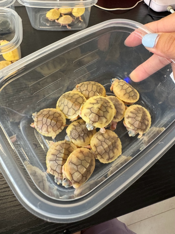 （直播链接）巴西变异龟，焦糖粉雪白巴黑巴