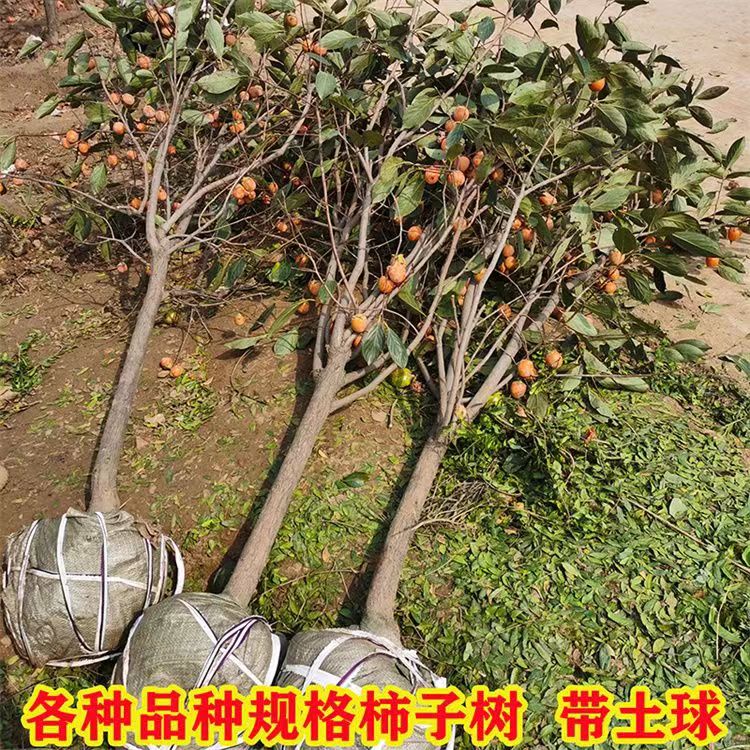 精品柿子树，大土球发货，