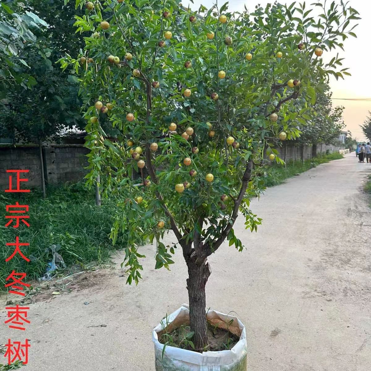 精品【枣树】南方北方都可以