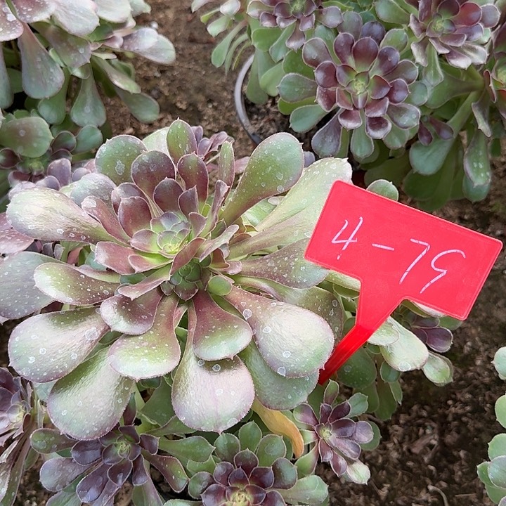 4-79邵修七彩多肉法师多肉