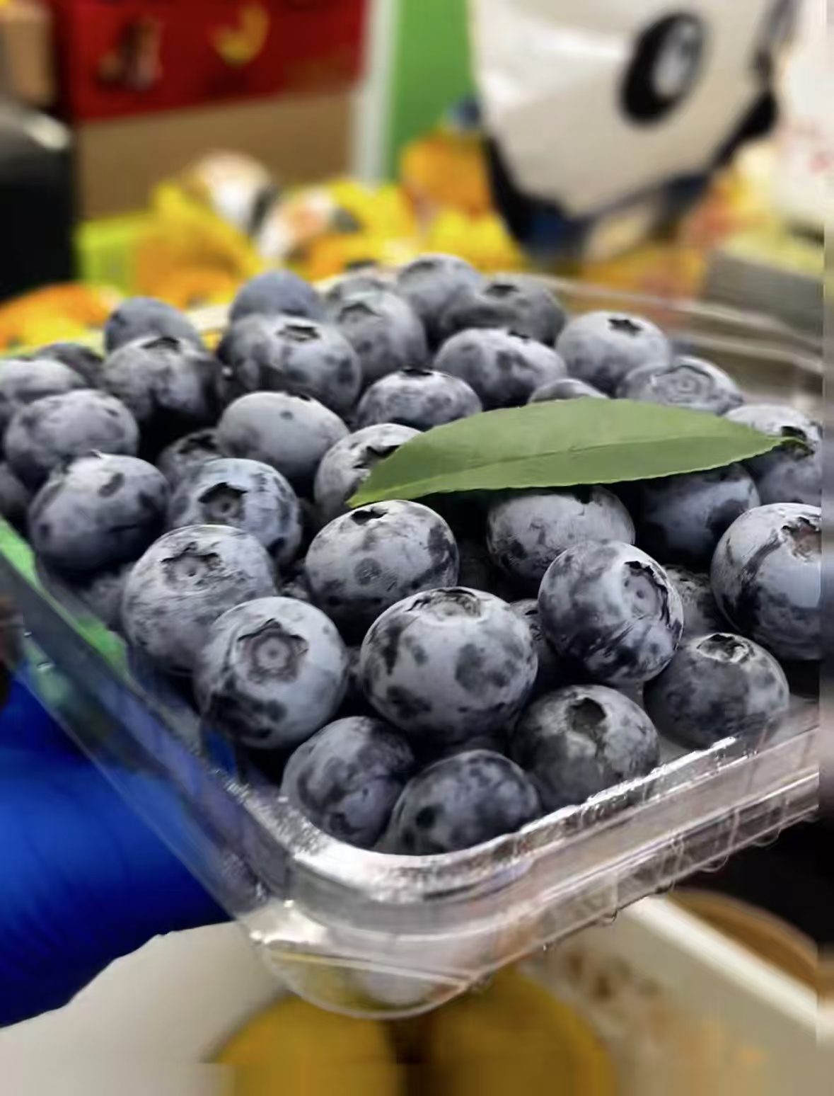 特大蓝莓