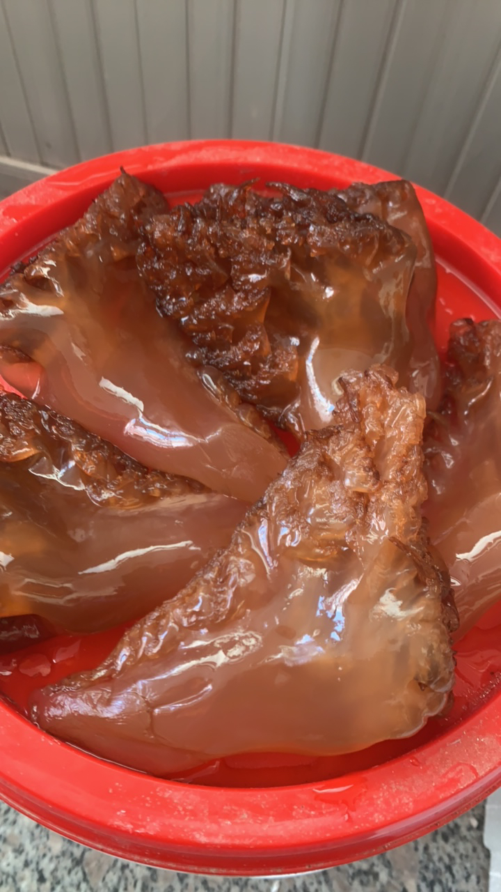 连云港野生海蜇头