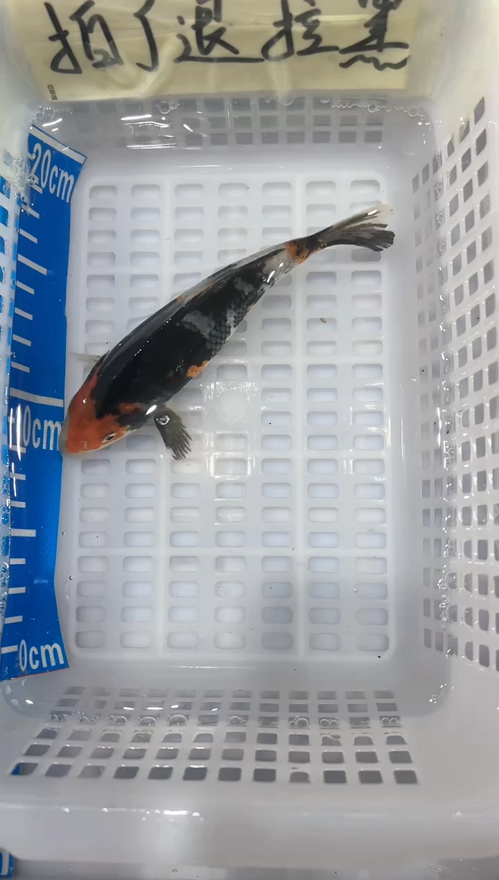 【闪购商品】锦鲤淡水不分公母16二一