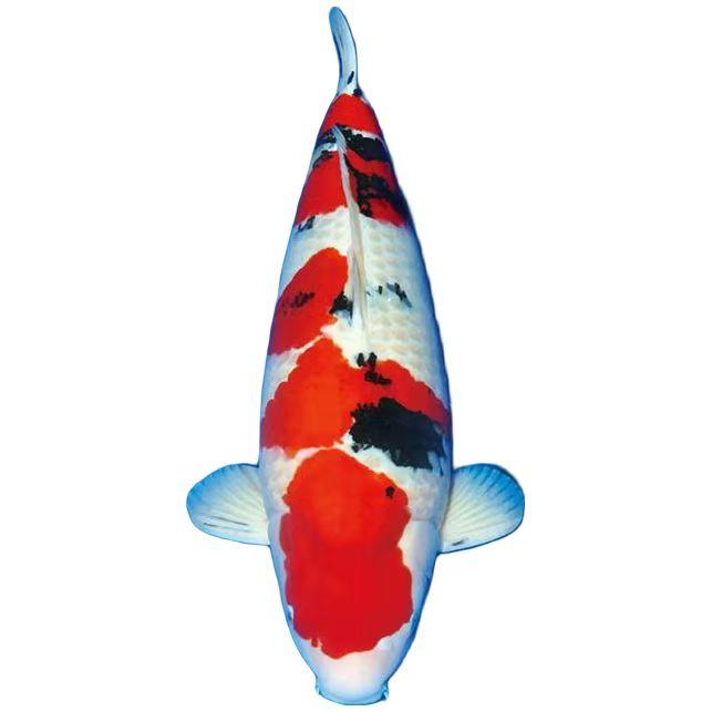 精品锦鲤活体观赏鱼