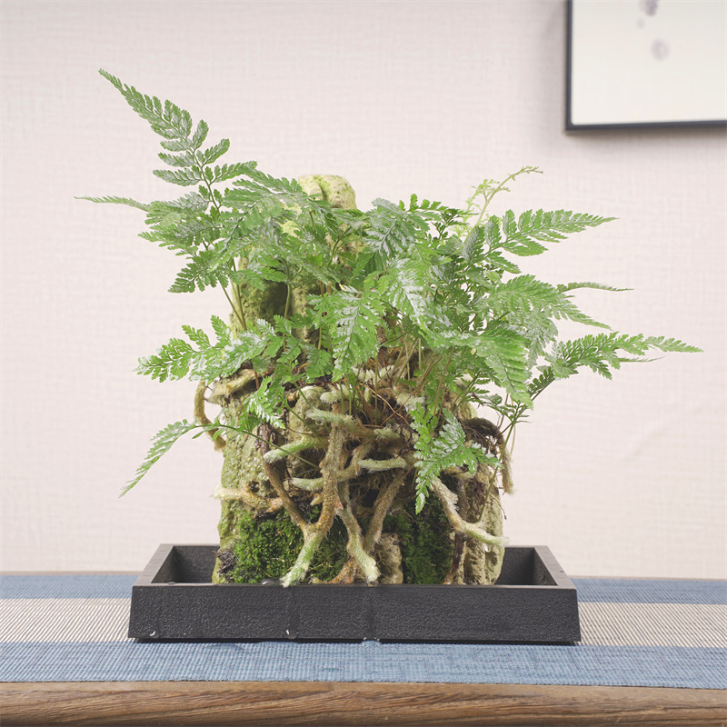 山有品405 附石狼尾蕨假山盆景 D22